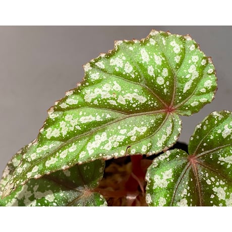 Begonia handelii var. prostrata from Viet Nam
