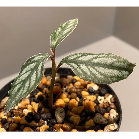 Ardisia sp. from Ache Sumatera [LA]