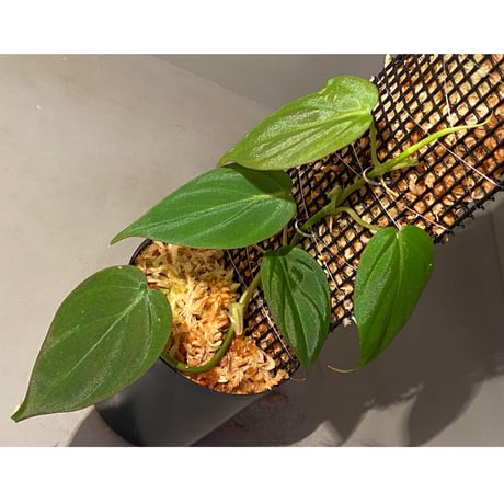 Philodendron micans