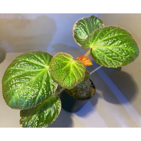 Begonia sp. from Manaus