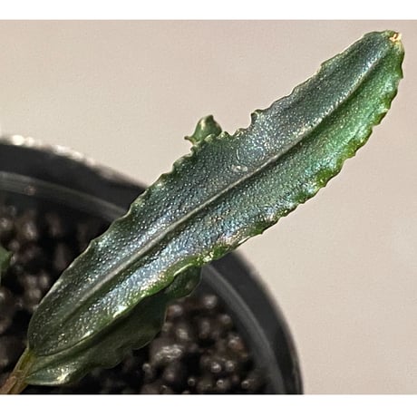 Bucephalandra sp. from "Mangat" [MF0417-2A] ①