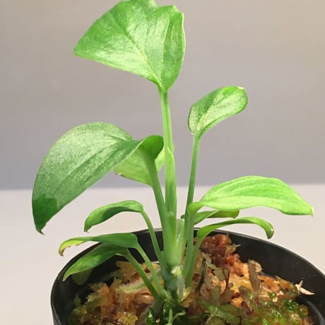 Homalomena sp. Gunung Chamah [TK260316] タグ付き