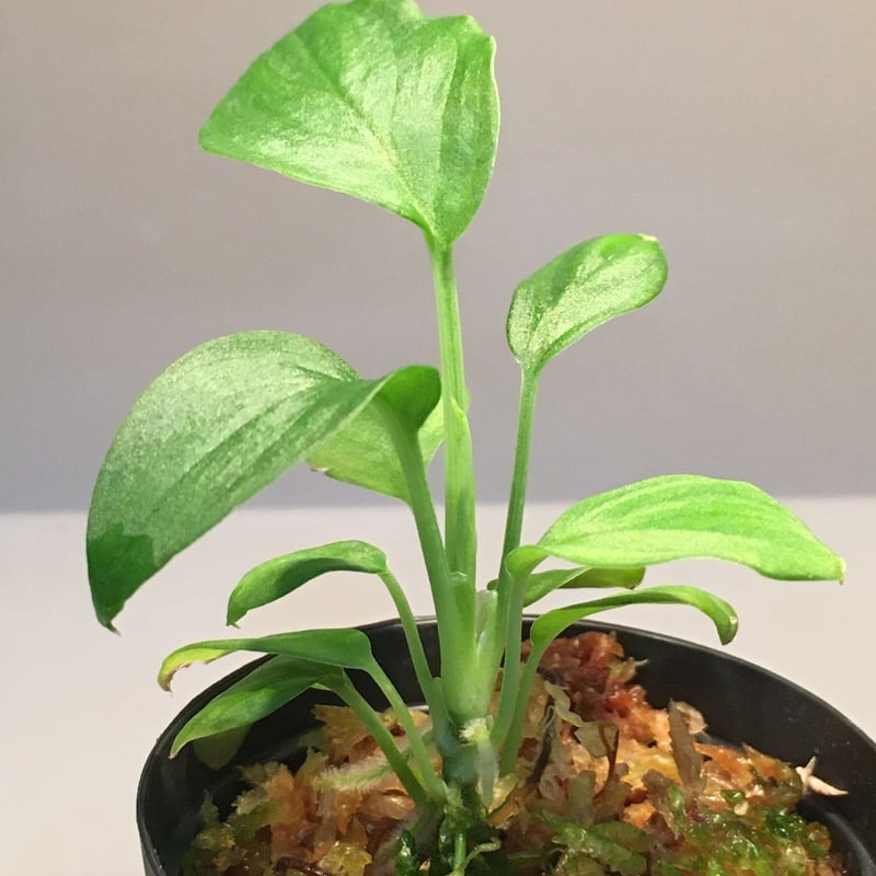 Homalomena sp. Gunung Chamah [TK260316] タグ付き |