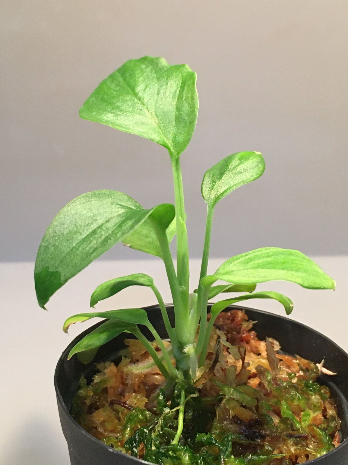 ホマロメナ sp.Gn.Tejam2 正規タグ付き ホマロメナ sp.赤銀 West Java | GREEN LUCK