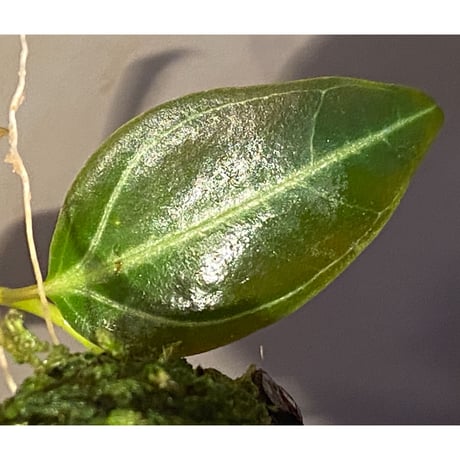 Pachycentria sp. from Selangor