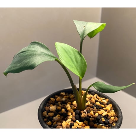 Homalomena sp. Aceh Silver from Aceh sumatera [LA0613-00]