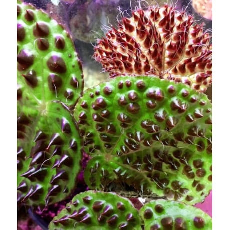 Begonia melanobullata from Viet Nam