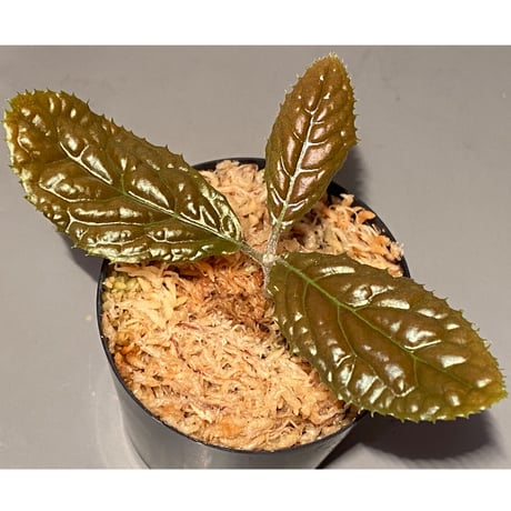 Ardisia sp. from Bengkulu [LA0315-1]