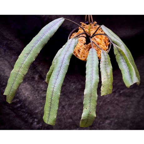 Asplenium sp.(?) from Sulawesi