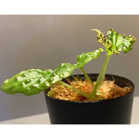 Begonia dracopelta from Borneo