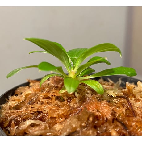 Homalomena sp. [LA0317-z-r] ①