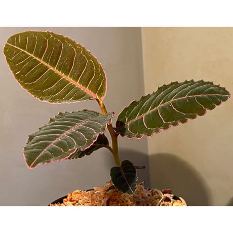 Labisia sp. from Riau sumatera