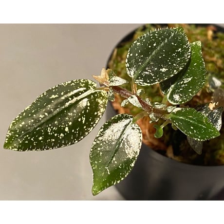 Argostemma hookeri from Malay Peninsula