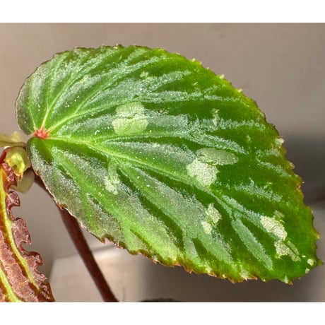 Begonia sp. from Kapuas hulu