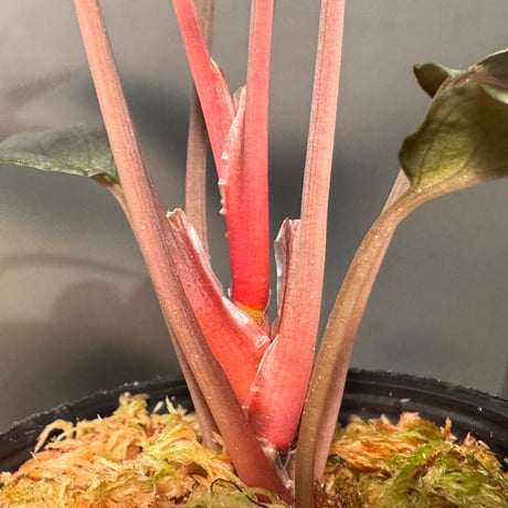 Homalomena sp. "Pink Velvet Long Leaf" from Kepulauan Riau