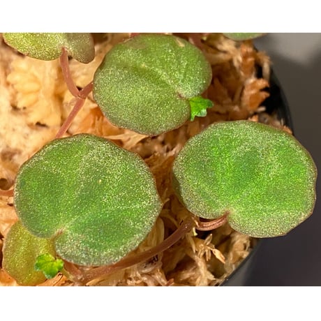 Begonia lichenora (sp.Mini) from Kalimantan Sarawak border [LA]