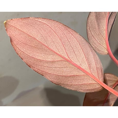 Homalomena sp. "Platinum Velvet" from Kepulauan Riau [KN] ②