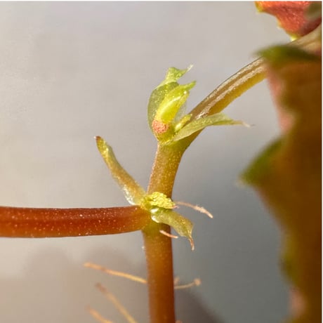 Begonia sp. from Kapuas hulu