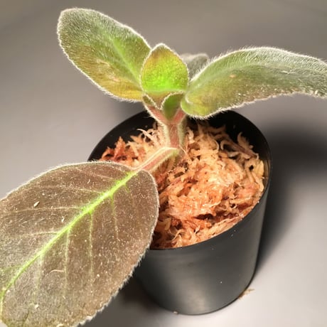 Episcia punctata from Ecuador