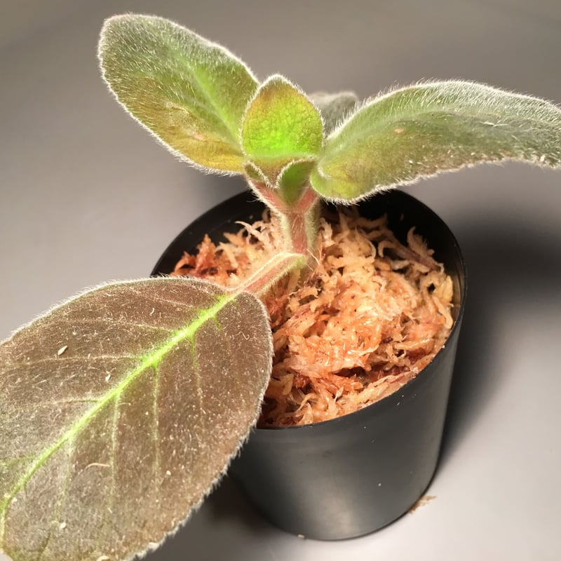 Episcia punctata from Ecuador | M・R・G・R