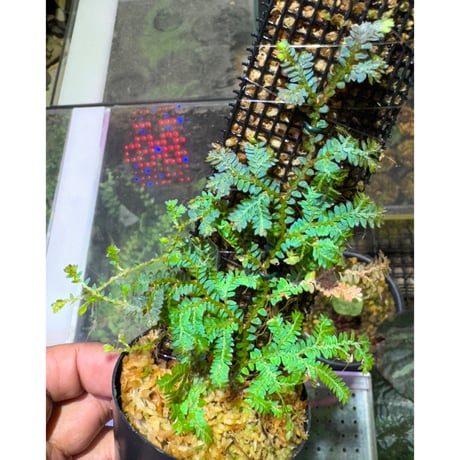 Selaginella willdenowii