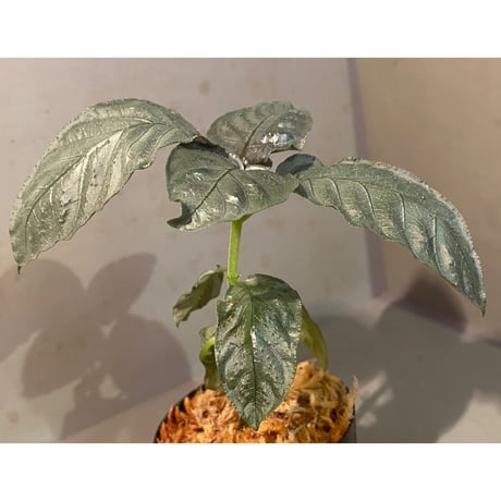 Ophiorriza sp. "鋼" from Aceh Selatan [HW0816-03]