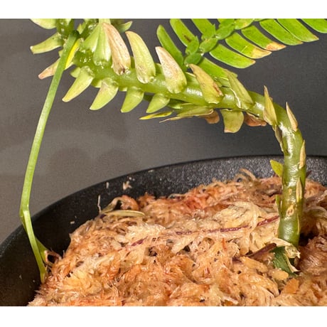 Selaginella sp. from Landak West Kalimantan