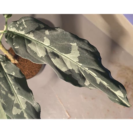 Aglaonema pictum A "しるば〜らいん" from Aceh sumatera [LA0115-3m]