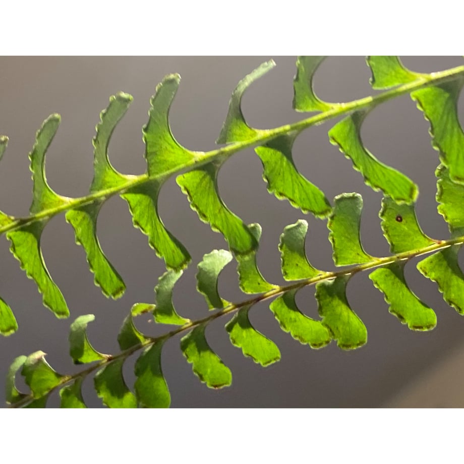 6248432c2b2d3d08ede9cbee
