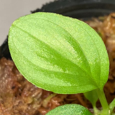 Homalomena sp. "Kayu Lapis" White Kal-barat [TB]
