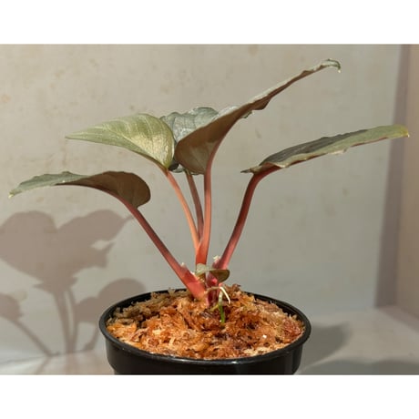 Homalomena sp. from Kayu Hitam [KN1117]