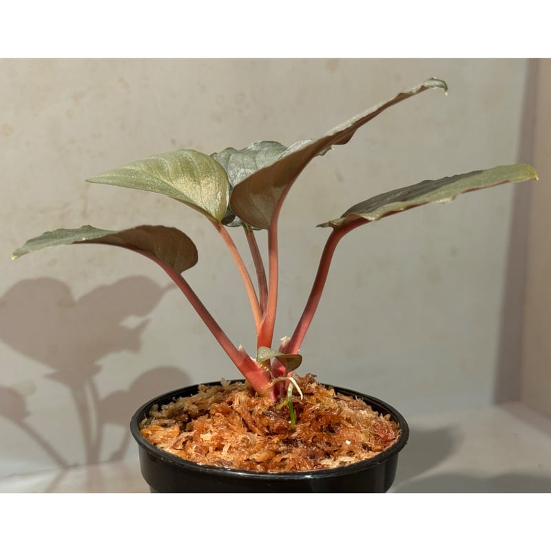 Homalomena sp. from Kayu Hitam [KN1117] | M・R・G・R