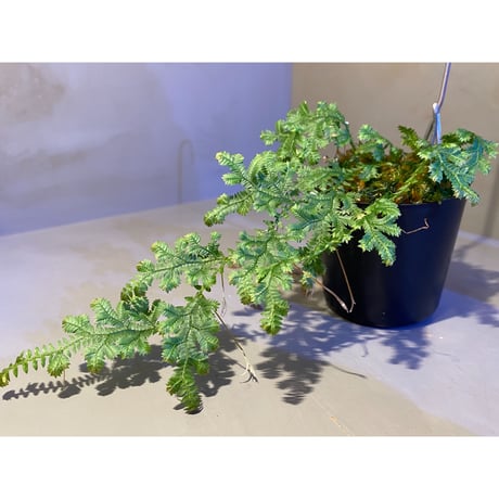 Selaginella sp. from Iquitos Peru [tanakay]