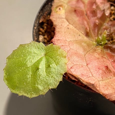 Begonia susaniae