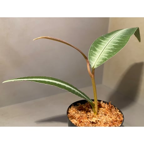 Labisia sp. from Gunung Chamah [TK260316]