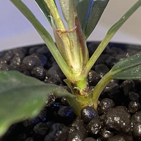 Bcephalandra sp. "motleyana" 2022年　カミハタ便 ①