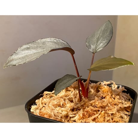 Homalomena sp."赤鉄鉱” from Kepulauan Riau [SGP import] KZT ②