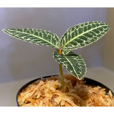 Ardisia sp. from Sumatera barat [TB]