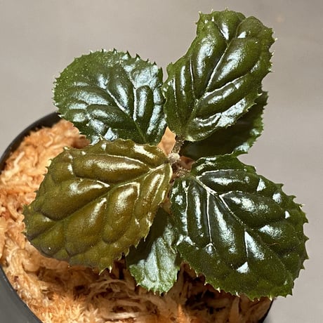Ardisia sp. from Bengkulu [LA0315-1]