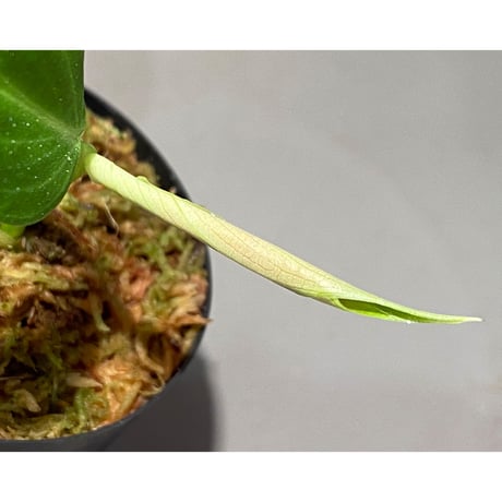 Philodendron melanochrysum