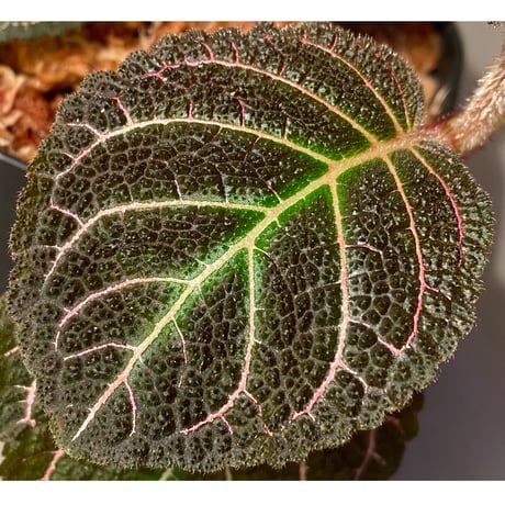 Pearcea hypocyrtiflora from Rio Napo Ecuador [tanakay] 赤葉脈