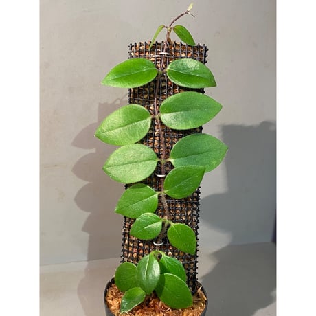 Aeschynanthus sp. from South Sulawesi [STRINGE PLANTS]