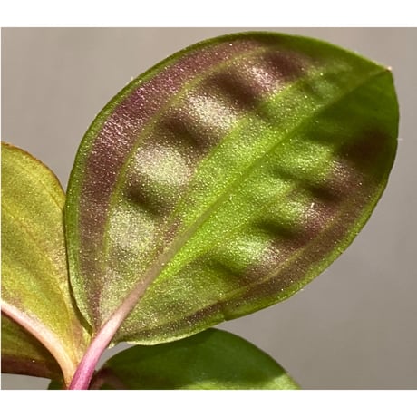 Geogenanthus undatus from Tarapoto Peru [tanakay]