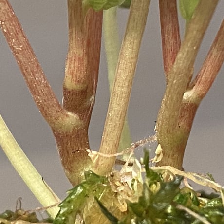 Peperomia meridiana from Ecuador [tanakay]