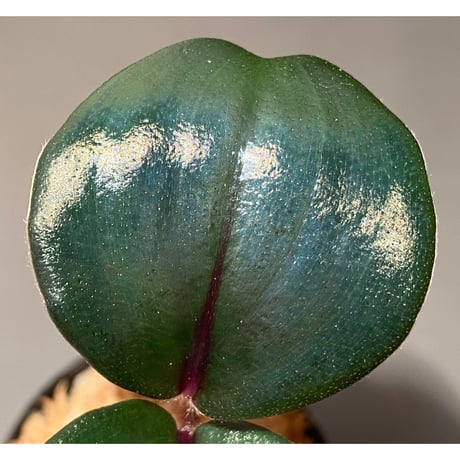 Geogenanthus ciliatus from Ecuador [tanakay]
