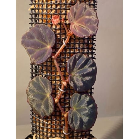 Begonia sp. from Sarawak