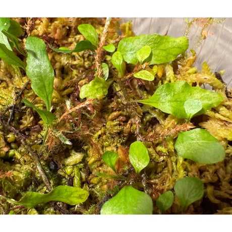 Microgramma heterophylla 伊藤蟻植物農園
