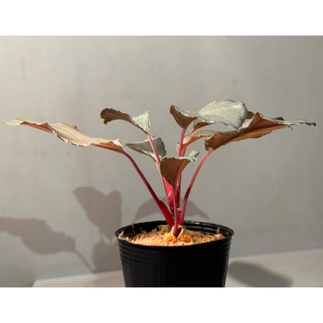 Homalomena sp. "Pink Velvet Long Leaf" from Kepulauan Riau ①
