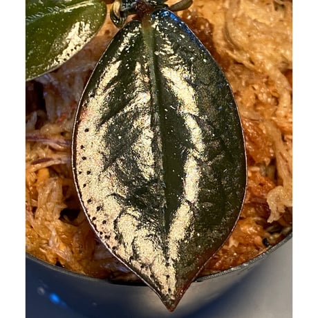 Argostemma hookeri from Malay Peninsula