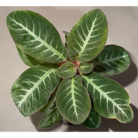 Codonoboea cf. pumilla from Riau sumatera [LA1119-02]